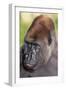 Gorilla-null-Framed Photographic Print