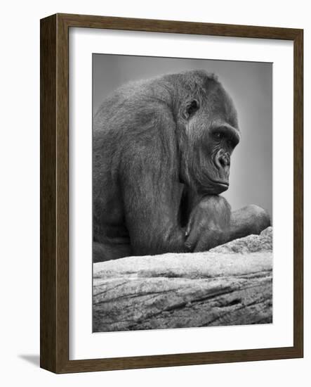 Gorilla-null-Framed Photographic Print