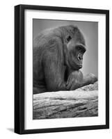 Gorilla-null-Framed Photographic Print