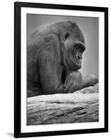 Gorilla-null-Framed Photographic Print