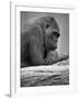 Gorilla-null-Framed Photographic Print