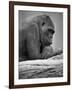 Gorilla-null-Framed Photographic Print