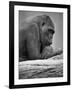 Gorilla-null-Framed Photographic Print