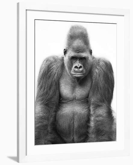 Gorilla-null-Framed Photographic Print