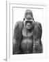 Gorilla-null-Framed Photographic Print