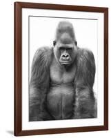 Gorilla-null-Framed Photographic Print