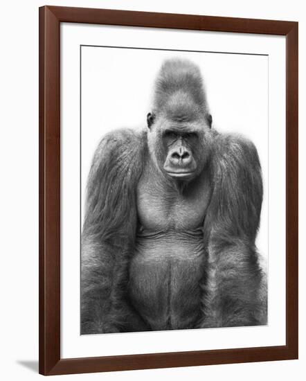 Gorilla-null-Framed Photographic Print