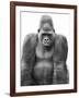 Gorilla-null-Framed Photographic Print