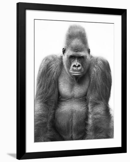 Gorilla-null-Framed Photographic Print