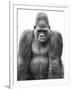 Gorilla-null-Framed Photographic Print