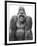 Gorilla-null-Framed Photographic Print