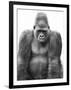 Gorilla-null-Framed Photographic Print