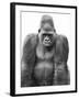 Gorilla-null-Framed Photographic Print