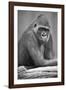 Gorilla-null-Framed Photographic Print