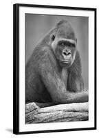 Gorilla-null-Framed Photographic Print