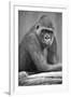 Gorilla-null-Framed Photographic Print