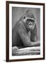 Gorilla-null-Framed Photographic Print