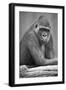 Gorilla-null-Framed Photographic Print