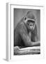 Gorilla-null-Framed Photographic Print