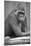 Gorilla-null-Mounted Photographic Print