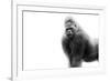 Gorilla-null-Framed Photographic Print