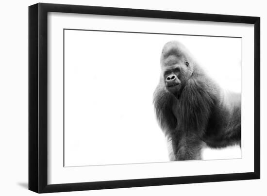 Gorilla-null-Framed Photographic Print