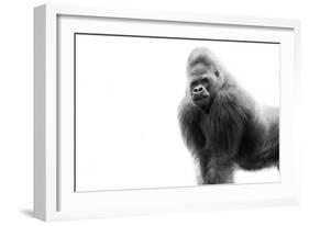 Gorilla-null-Framed Photographic Print