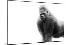 Gorilla-null-Mounted Photographic Print