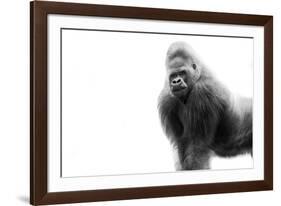 Gorilla-null-Framed Photographic Print