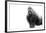 Gorilla-null-Framed Photographic Print