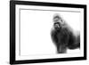 Gorilla-null-Framed Photographic Print