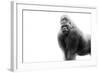 Gorilla-null-Framed Photographic Print