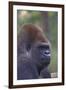 Gorilla-null-Framed Photographic Print