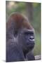 Gorilla-null-Mounted Photographic Print