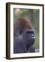 Gorilla-null-Framed Photographic Print