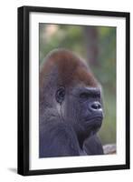 Gorilla-null-Framed Photographic Print