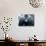 Gorilla-Gordon Semmens-Photographic Print displayed on a wall