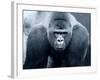 Gorilla-Gordon Semmens-Framed Photographic Print