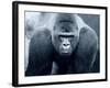 Gorilla-Gordon Semmens-Framed Photographic Print