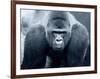 Gorilla-Gordon Semmens-Framed Photographic Print