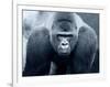 Gorilla-Gordon Semmens-Framed Photographic Print