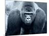 Gorilla-Gordon Semmens-Mounted Photographic Print