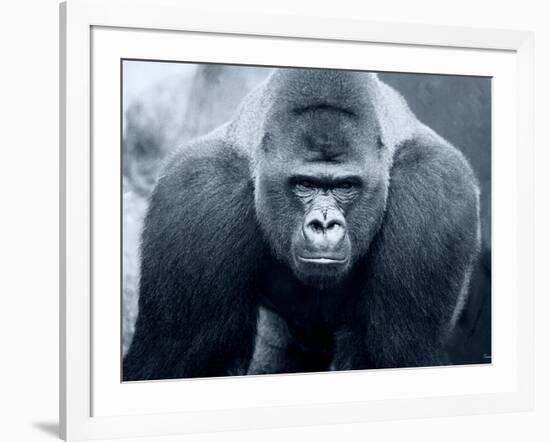 Gorilla-Gordon Semmens-Framed Photographic Print