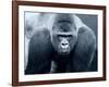 Gorilla-Gordon Semmens-Framed Photographic Print