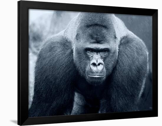 Gorilla-Gordon Semmens-Framed Photographic Print