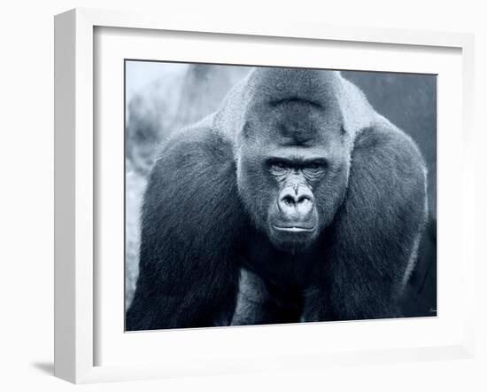 Gorilla-Gordon Semmens-Framed Photographic Print