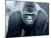 Gorilla-Gordon Semmens-Mounted Photographic Print