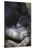 Gorilla-DLILLC-Stretched Canvas