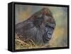 Gorilla-David Stribbling-Framed Stretched Canvas