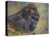 Gorilla-David Stribbling-Stretched Canvas